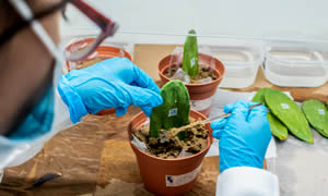 Somos un equipo multidisciplinario integrado por especialistas en Agronomía, Biología, Biotecnología e Ingeniería Forestal.