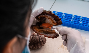 Estamos integrados por un grupo de biólogos e ingenieros acuícolas, que principalmente venimos realizando un trabajo de investigación importante con la concha negra.